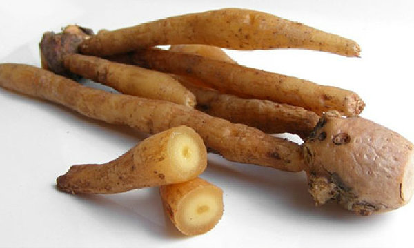 กระชายชะลอความแก่ นกเขาไม่ขัน